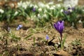 Beautiful flowers growing outdoors, focus on bright crocus