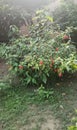 Beautiful flowers growing on the planta