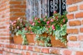 Beautiful Flowers Growing in a Window Garden