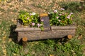 Beautiful flowers grows on tree stump. Garden decoration Royalty Free Stock Photo