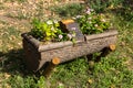 Beautiful flowers grows on tree stump. Garden decoration Royalty Free Stock Photo