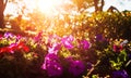 Beautiful flowers have pink color, red color, orange color and little bokeh between sunset. Royalty Free Stock Photo