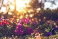 The beautiful flowers have pink color, red color, orange color and little bokeh between sunset. Royalty Free Stock Photo