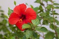 Gorgeous flowers of Puerto de Mogan, Gran Canaria, Canary islands Royalty Free Stock Photo
