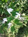 Beautiful flowers. honeysuckle white. garden.