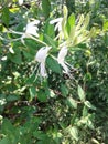 Beautiful flowers. honeysuckle white. garden.