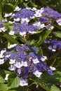 Beautiful flowers of hydrangea Hydrangea aspera Royalty Free Stock Photo