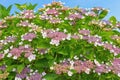 Beautiful flowers of hydrangea  Hydrangea aspera Royalty Free Stock Photo