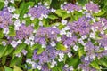 Beautiful flowers of hydrangea  Hydrangea aspera  on sunny summer day Royalty Free Stock Photo