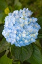 Beautiful Flowers Hydrangea macrophylla or Hortensia flower is blooming Royalty Free Stock Photo