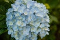 Beautiful Flowers Hydrangea macrophylla or Hortensia flower is blooming Royalty Free Stock Photo