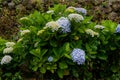 Beautiful Flowers Hydrangea macrophylla or Hortensia flower is blooming Royalty Free Stock Photo