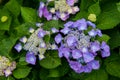 Beautiful Flowers Hydrangea macrophylla or Hortensia flower is blooming Royalty Free Stock Photo