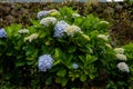 Beautiful Flowers Hydrangea macrophylla or Hortensia flower is blooming Royalty Free Stock Photo