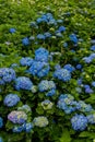 Beautiful Flowers Hydrangea macrophylla or Hortensia flower is blooming Royalty Free Stock Photo