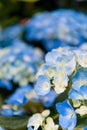 Beautiful Flowers Hydrangea macrophylla or Hortensia flower is blooming Royalty Free Stock Photo