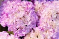 Beautiful Flowers Hydrangea macrophylla or Hortensia flower is blooming Royalty Free Stock Photo