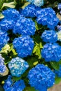 Beautiful Flowers Hydrangea macrophylla or Hortensia flower is blooming Royalty Free Stock Photo