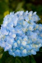 Beautiful Flowers Hydrangea macrophylla or Hortensia flower is blooming Royalty Free Stock Photo