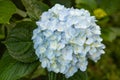 Beautiful Flowers Hydrangea macrophylla or Hortensia flower is blooming Royalty Free Stock Photo