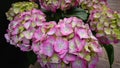 Beautiful flowers of Hydrangea macrophylla Thunb. Ser. Common names include French hydrangea, penny mac and hortensia