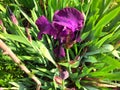 Beautiful flowers of iris. Beautiful irises on green background. Iris plant in garden bloom in spring. Royalty Free Stock Photo