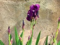 Beautiful flowers of iris. Beautiful irises on green background. Iris plant in garden bloom in spring. Royalty Free Stock Photo