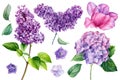 Beautiful flowers on isolated white background, watercolor illustration, tulip, hydrangea and lilac