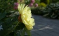 Beautiful flower of Itoh hybrids peony in the garden