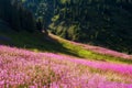 Beautiful flowers Ivan Chai or Kiprey or blooming Sally fireweed in mountains Kazakhstan Almaty in Gorelnik gorge