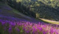 Beautiful flowers Ivan Chai or Kiprey fireweed in the mountains at evening sunset