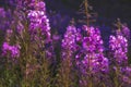 a Beautiful flowers Ivan Chai or Kiprey fireweed in mountains at sunset. Gorelnik Gorge in Zailiysky Alatau Almaty Kazakhstan