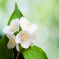 Beautiful flowers of a jasmin. Summer background