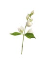 Beautiful flowers of jasmine plant with leaves on white background Royalty Free Stock Photo