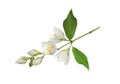 Beautiful flowers of jasmine plant with leaves on white background Royalty Free Stock Photo