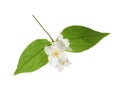 Beautiful flowers of jasmine plant with leaves on white background Royalty Free Stock Photo