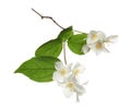 Beautiful flowers of jasmine plant with leaves on white background Royalty Free Stock Photo