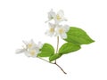 Beautiful flowers of jasmine plant with leaves on white background Royalty Free Stock Photo