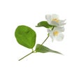 Beautiful flowers of jasmine plant with leaves on white background Royalty Free Stock Photo