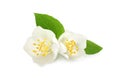 Beautiful flowers of jasmine plant with leaves on white background Royalty Free Stock Photo