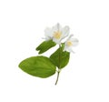 Beautiful flowers of jasmine plant with leaves on white background Royalty Free Stock Photo