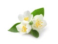 Beautiful flowers of jasmine plant with leaves on white background Royalty Free Stock Photo