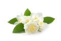 Beautiful flowers of jasmine plant with leaves on white background Royalty Free Stock Photo