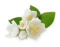 Beautiful flowers of jasmine plant with leaves on white Royalty Free Stock Photo