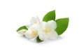 Beautiful flowers of jasmine plant with leaves on white Royalty Free Stock Photo