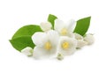 Beautiful flowers of jasmine with leaves on white background Royalty Free Stock Photo