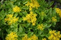 Kamchatka stonecrop, Sedum kamtschaticum in the garden. Berlin, Germany