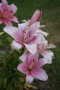 Pink lilies, Lilium x hybridum `Algarve` in July in the garden. Berlin, Germany