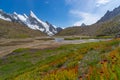 Beautiful flowers at Khuspang camp, K2 trek