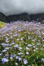 Beautiful Flowers in Kirstenbosch National Botanical Garden Royalty Free Stock Photo